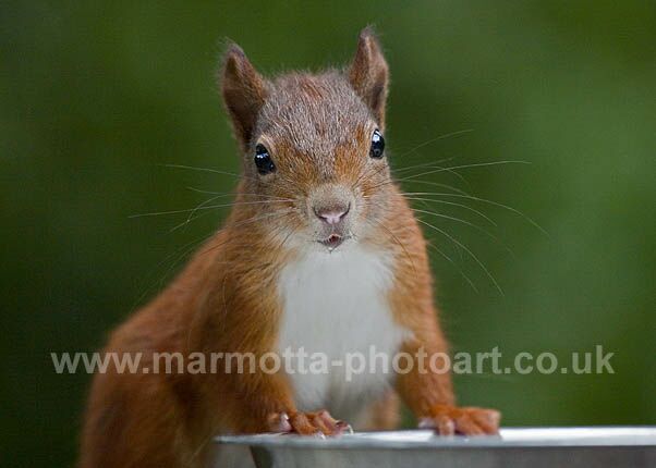 Click to See Next Image