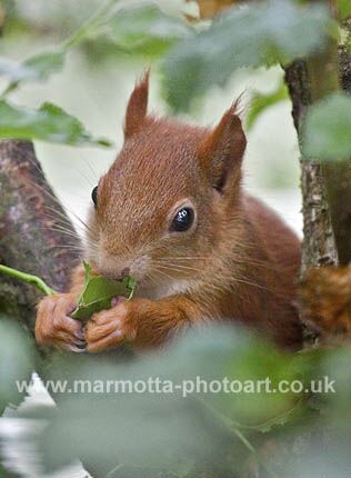 Click to See Next Image