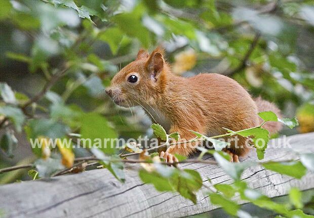 Click to See Next Image