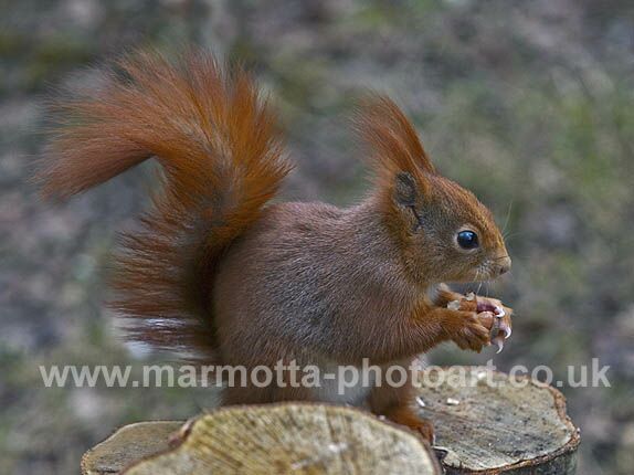 Click to See Next Image