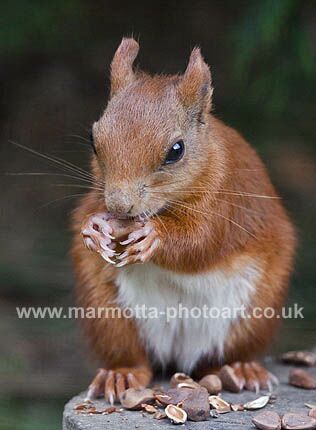 Click to See Next Image