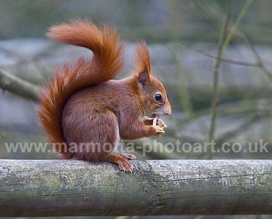 Click to See Next Image