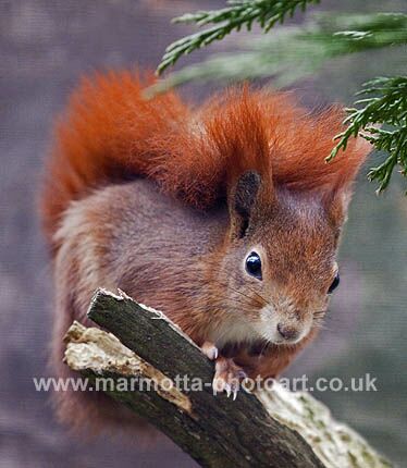 Click to See Next Image