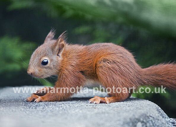 Click to See Next Image