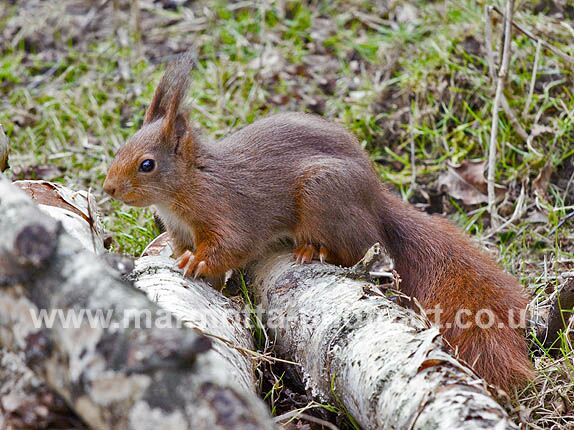 Click to See Next Image