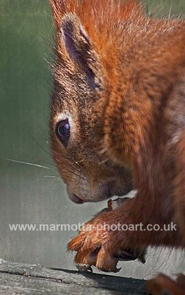 Click to See Next Image