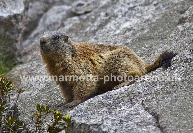 Click to See Next Image