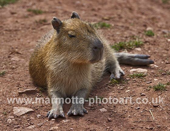 Click to See Next Image