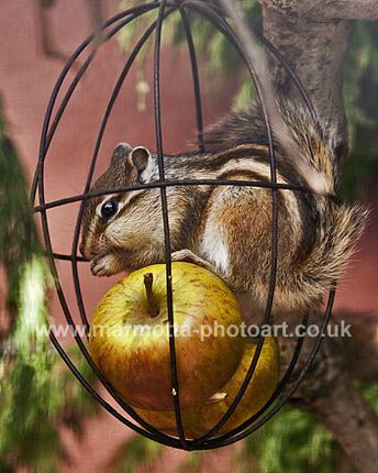 Click to See Next Image