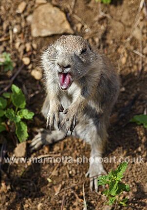 Click to See Next Image