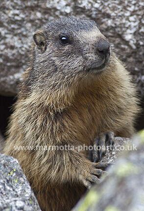 Click to See Next Image