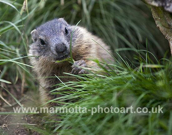 Click to See Next Image