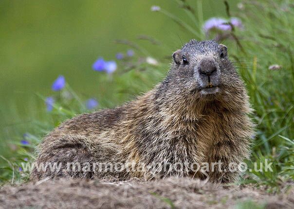 Click to See Next Image