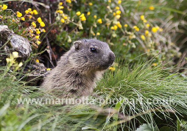 Click to See Next Image