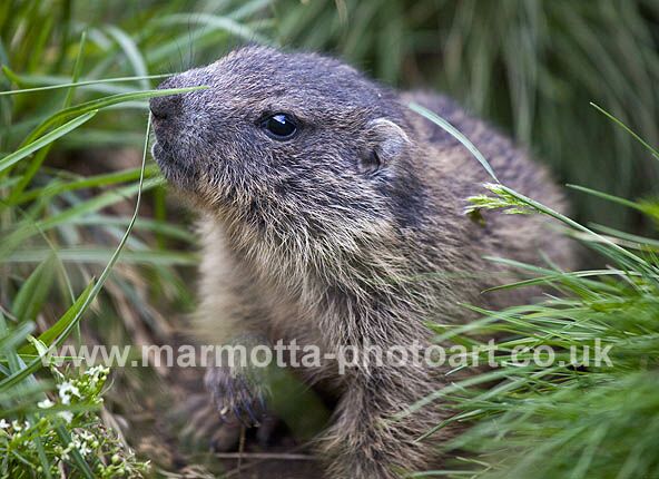 Click to See Next Image