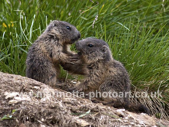 Click to See Next Image