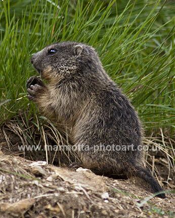 Click to See Next Image