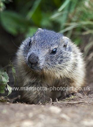 Click to See Next Image