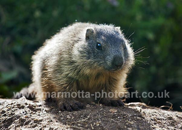 Click to See Next Image