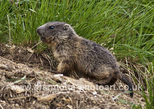 Click to See Next Image