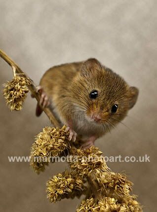 Click to See Next Image