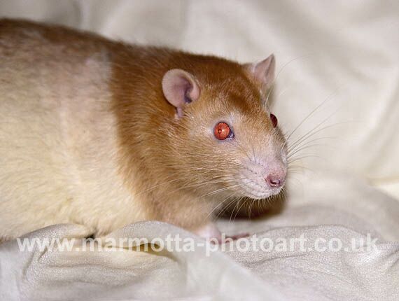 Click to See Next Image