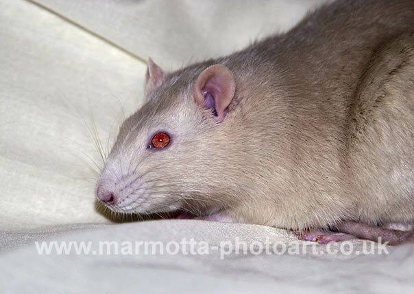 Click to See Next Image