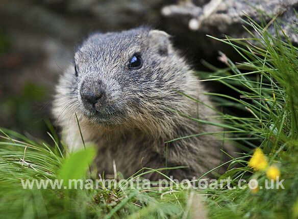 Click to See Next Image