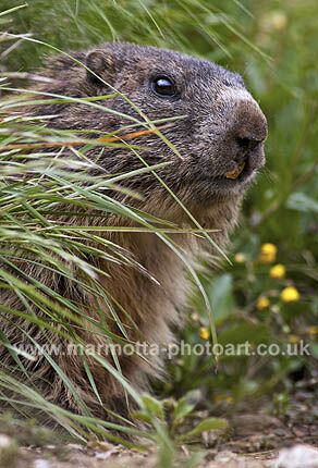 Click to See Next Image