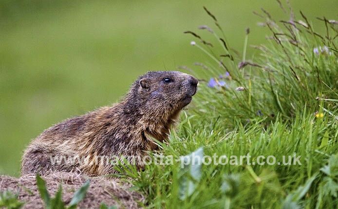 Click to See Next Image