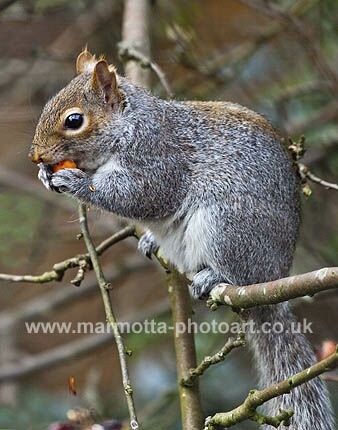 Click to See Next Image