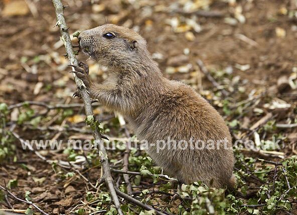 Click to See Next Image