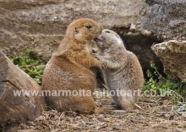 Click to See Next Image