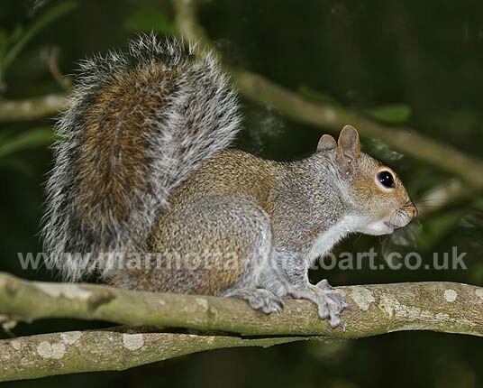 Click to See Next Image