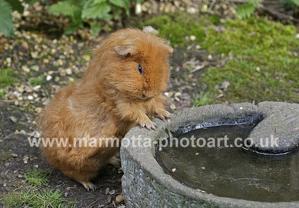 Click to See Next Image