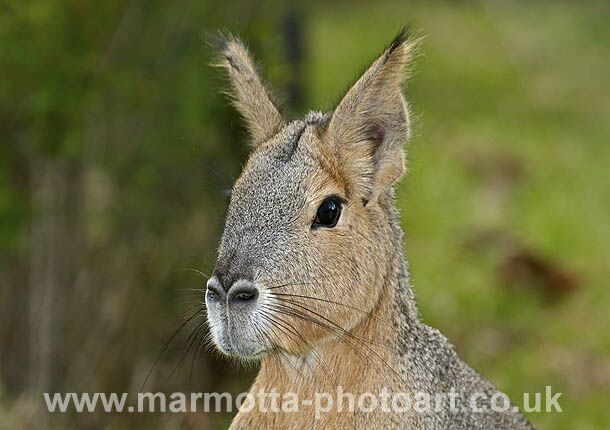 Click to See Next Image