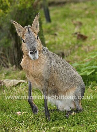 Click to See Next Image