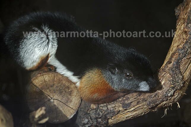 Click to See Next Image