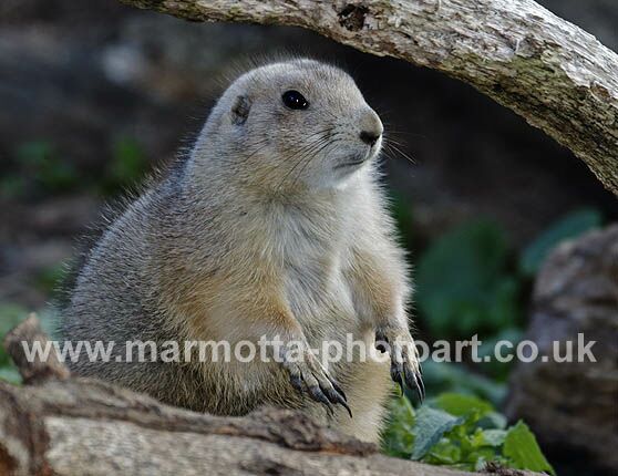 Click to See Next Image