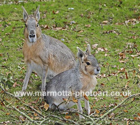 Click to See Next Image