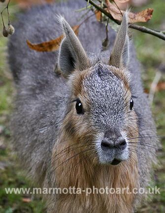 Click to See Next Image