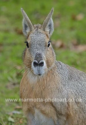 Click to See Next Image