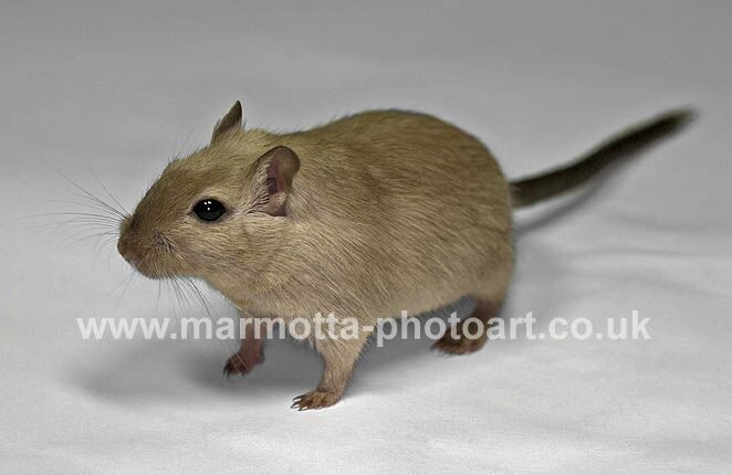 Click to See Next Image