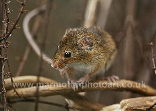 Click to See Next Image