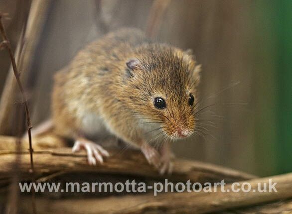 Click to See Next Image