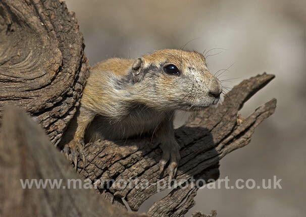 Click to See Next Image