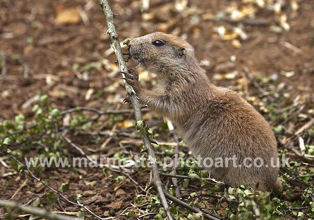 Click to See Next Image