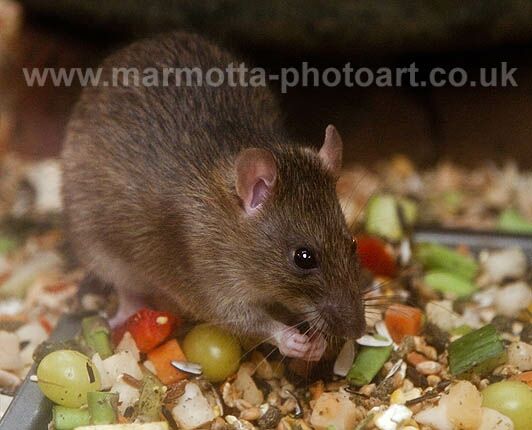 Click to See Next Image