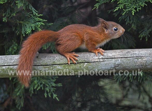 Click to See Next Image