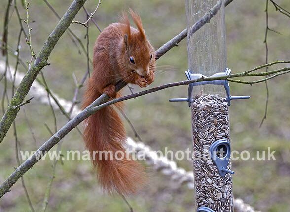 Click to See Next Image